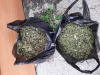 В Варне сотрудники уголовного розыска задержали местного жителя, подозреваемого в незаконном хранении наркотических средств