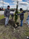 Cубботник по высадке елей у парка «Тропа здоровья». 